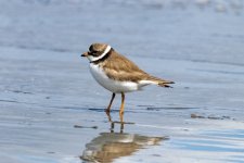A06bSemipalmatedPlover5658.jpg