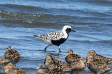 A07aBlackBelliedPlover4295.jpg