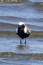 A07bBlackBelliedPlover4335.jpg