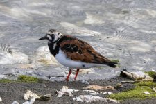 A08aRuddyTurnstone5452.jpg