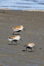 A09bDunlins4189.jpg