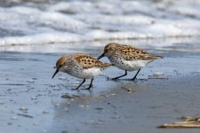 A10aWesternSandpipers5652.jpg