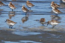 A10bWesternSandpipers4300 copy.jpg