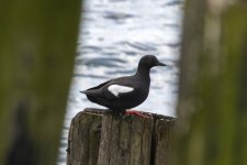 A11aPigeonGuillemot5464.jpg