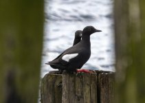 A11bPigeonGuillemot5466.jpg