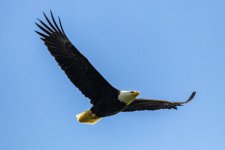A12BaldEagle5613.jpg