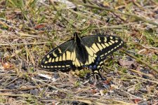 A13AniseSwallowtail5689.jpg