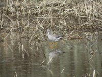 yellowlegs2.JPG