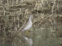 yellowlegs1.JPG