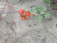 orNGE FLOWER.JPG