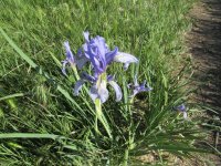 Iris.JPG