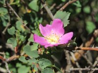 WILDROSE.JPG