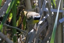 A03CommonYellowthroatMale5372.jpg