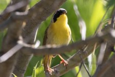 A04CommonYellowthroatMale4880.jpg