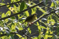 A05CommonYellowthroatFemale4998.jpg