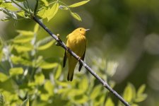 A07YellowWarbler5346.jpg