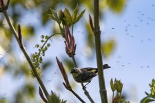 A08YellowRumpedWarblerAudubonsWMidges4964.jpg