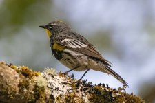 A09YellowRumpedWarblerAudubons5080.jpg