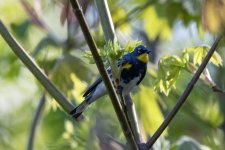 A10YellowRumpedWarblerAudubons5325.jpg