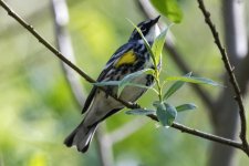 A11YellowRumpedWarblerMytrle5053.jpg