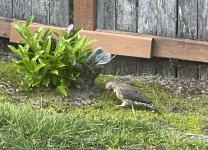 IMG_7570.jpeg