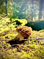 IMG_6984.jpeg