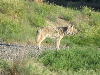 yote2.JPG