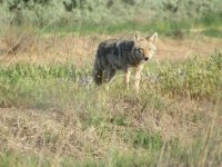 yote1.JPG
