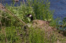 080-BC-Night-Heron-051424.jpg
