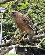 IMG_4281.jpeg