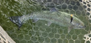 20240515_leechfish.jpg