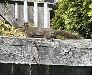 IMG_7601.jpeg