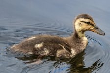 A01aMallardDuckling5714.jpg