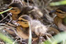 A01bMallardDuckling5113 copy.jpg