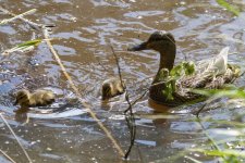 A01cMallardHenDucklings5108 copy.jpg