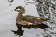 A02WoodDuckHen5792.jpg