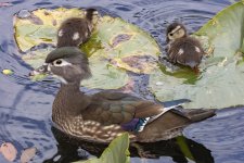 A03WoodDuckHen&Ducklings5787.jpg