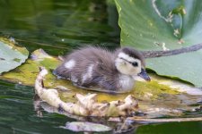 A04WoodDuckDuckling5762.jpg