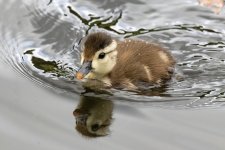 A05WoodDuckDuckling5770.jpg