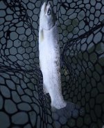 IMG_7656.jpeg
