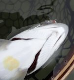 IMG_7664.jpeg