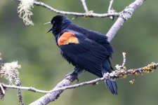 B01RedWingedBlackbirdSinging5256.jpg B01RedWingedBlackbirdSinging5256.jpg