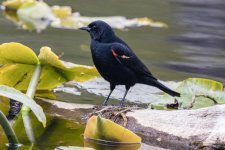 B02RedWingedBlackbirdMale5272.jpg B02RedWingedBlackbirdMale5272.jpg