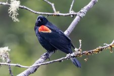 B03RedWingedBlackbirdMale5248.jpg B03RedWingedBlackbirdMale5248.jpg