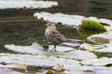 B04RedWingedBlackbirdFemale5260.jpg B04RedWingedBlackbirdFemale5260.jpg