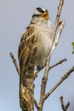 B05WhiteCrownedSparrowMaleSinging5696.jpg B05WhiteCrownedSparrowMaleSinging5696.jpg