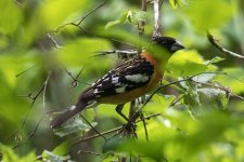 B06BlackHeadedGrosbeak5820.jpg B06BlackHeadedGrosbeak5820.jpg