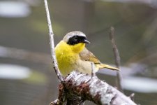 B07CommonYellowthroatMale5832.jpg