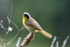 B08CommonYellowthroatMale5840.jpg B08CommonYellowthroatMale5840.jpg
