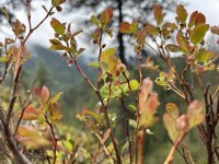 IMG_7018.jpeg